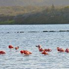 Flamingos auf Curacao!