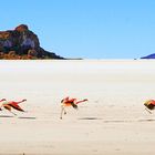 Flamingos auf dem Salar de Uyuni, Bolivien