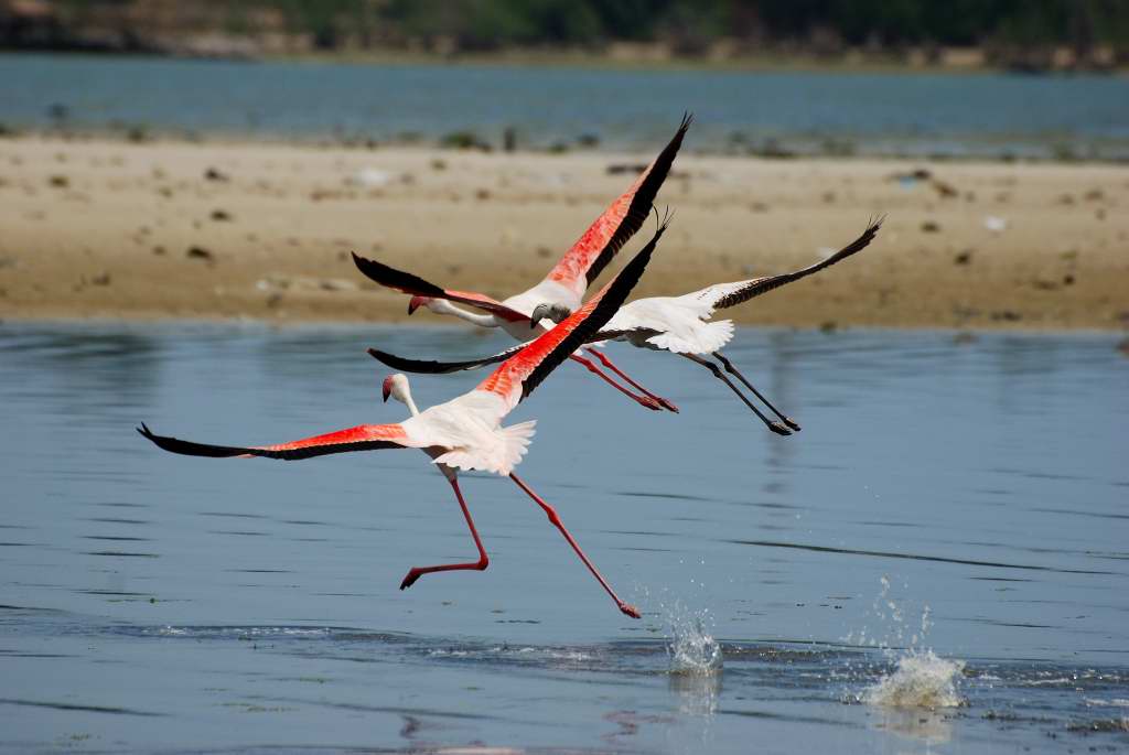 Flamingos auf der Flucht