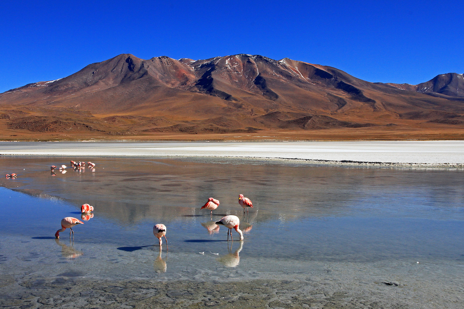 Flamingos auf der Laguna Colorada, Bolivien