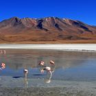 Flamingos auf der Laguna Colorada, Bolivien