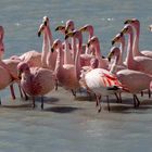 Flamingos auf der Laguna Colorada - Bolivien