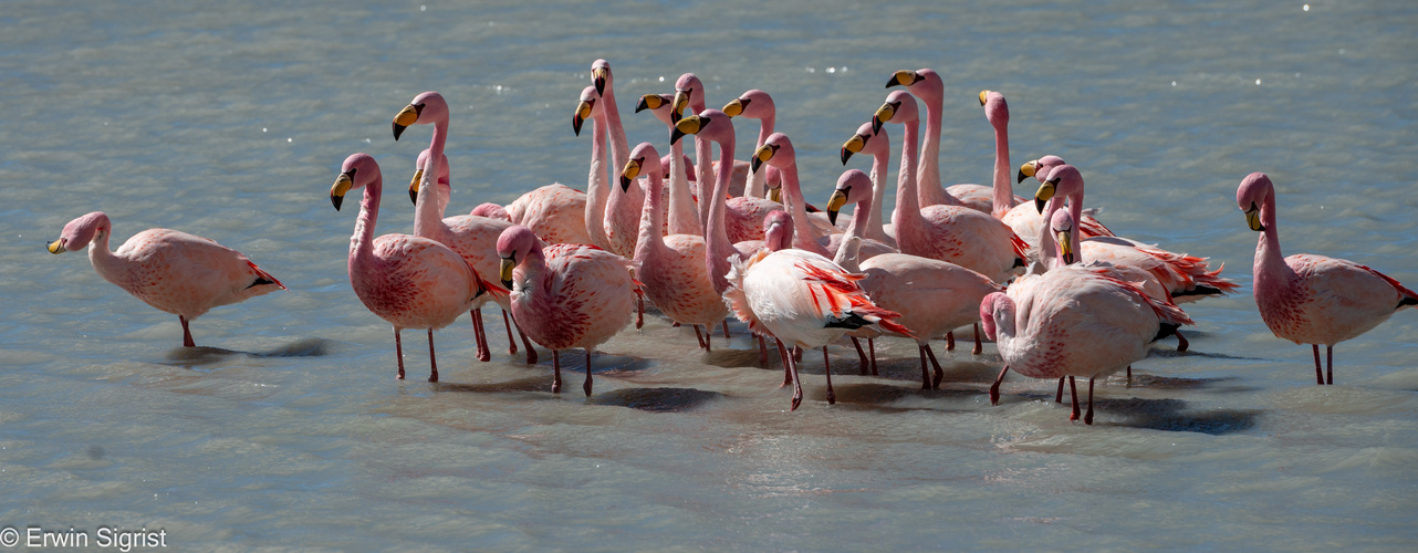 Flamingos auf der Laguna Colorada - Bolivien