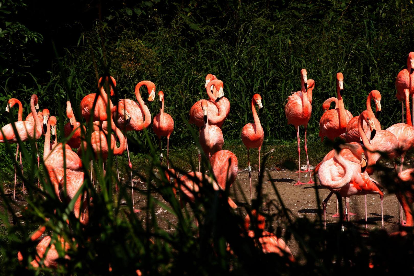 Flamingos auf der Lichtung