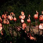 Flamingos auf der Lichtung