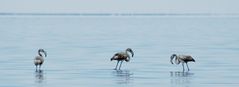 Flamingos auf Djerba