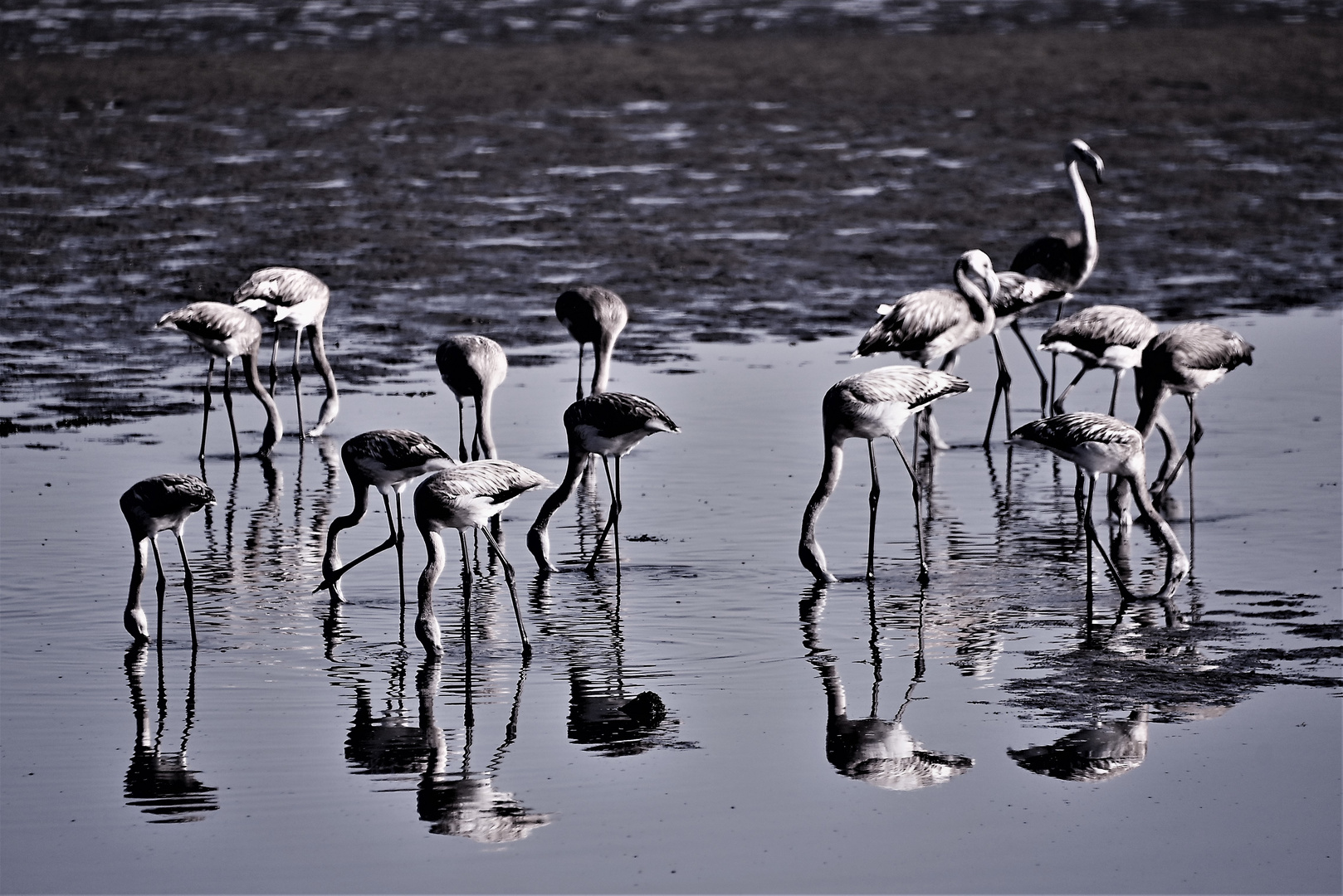 Flamingos auf Glas