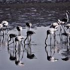 Flamingos auf Glas