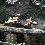 Flamingos auf ner Insel
