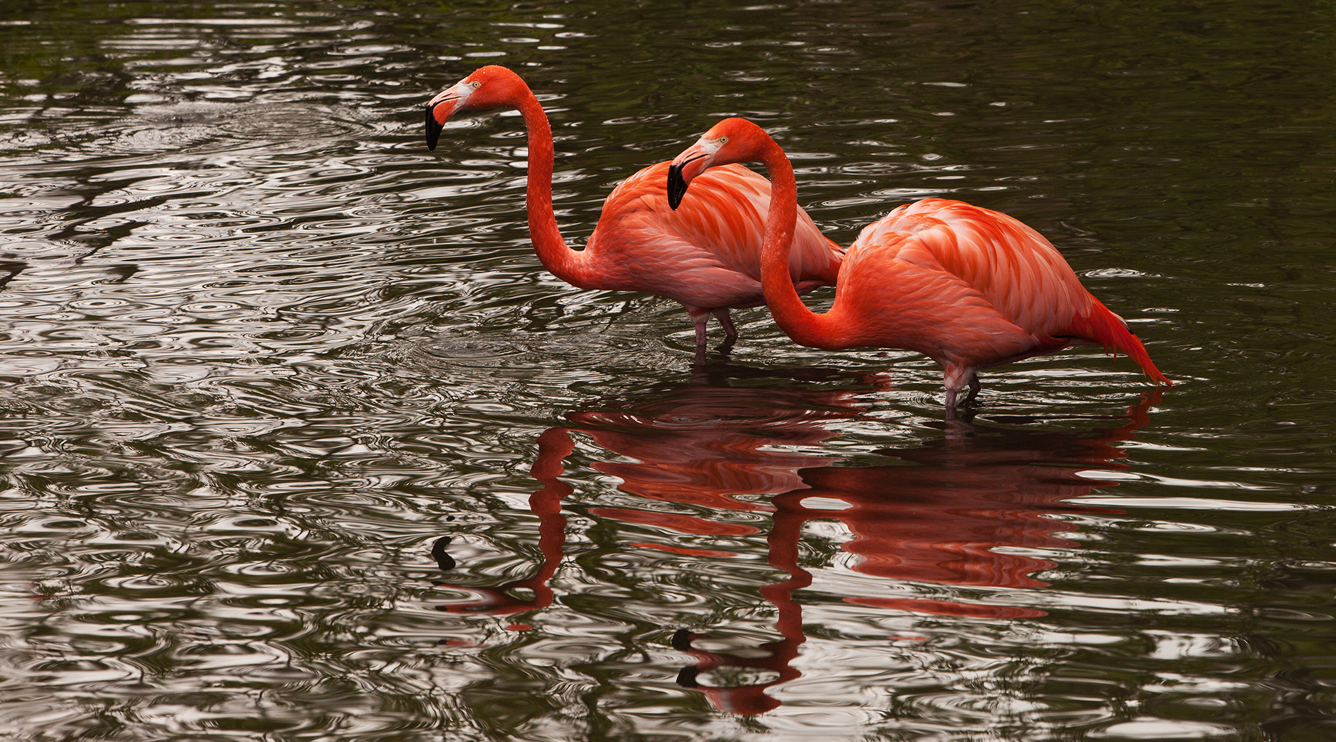 Flamingos Aufgenommen in Walsrode