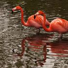 Flamingos Aufgenommen in Walsrode