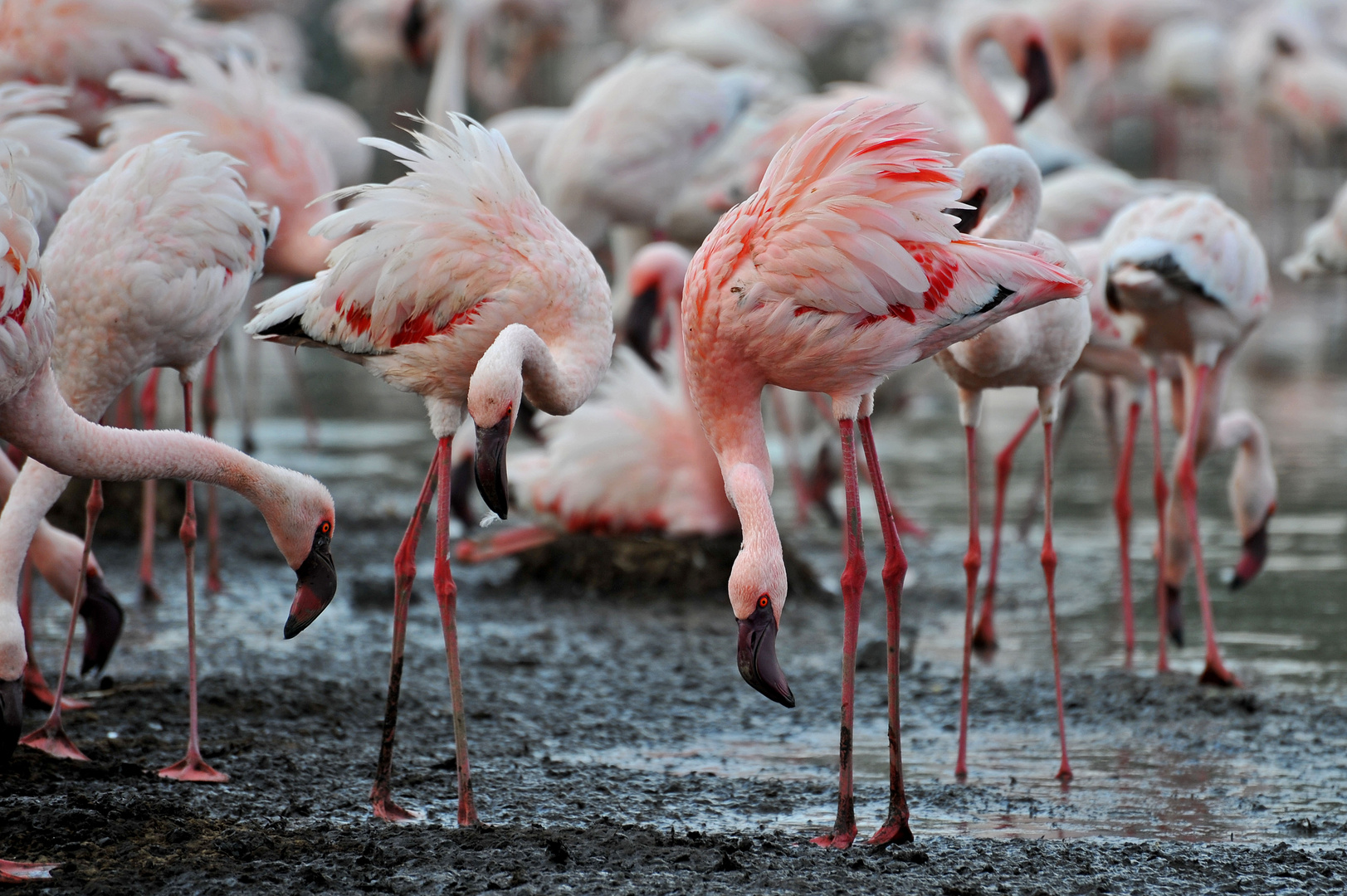 Flamingos Auge in Auge