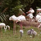 Flamingos aus Wihelma Park  