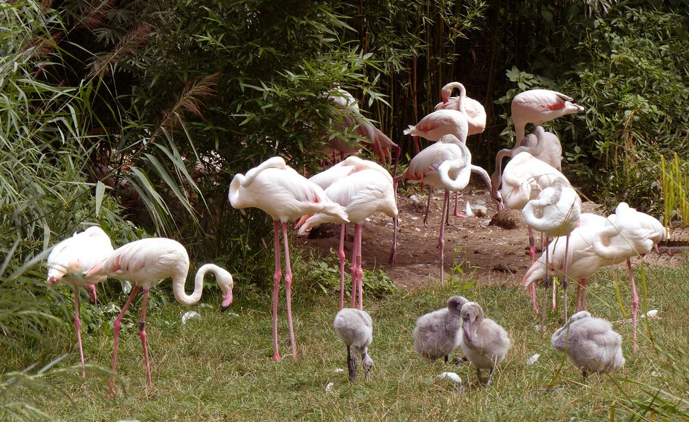 Flamingos aus Wihelma Park  