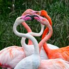 Flamingos außer Rand und Band