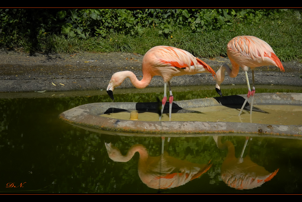 Flamingos