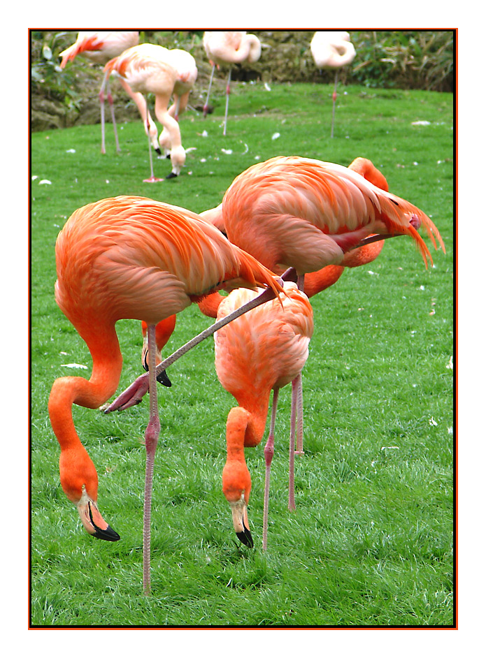 Flamingos