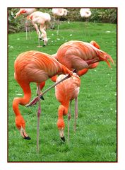 Flamingos