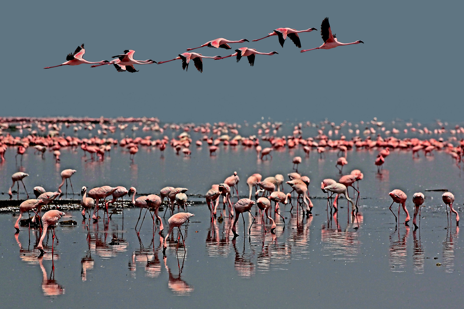 Flamingos