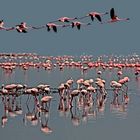 Flamingos