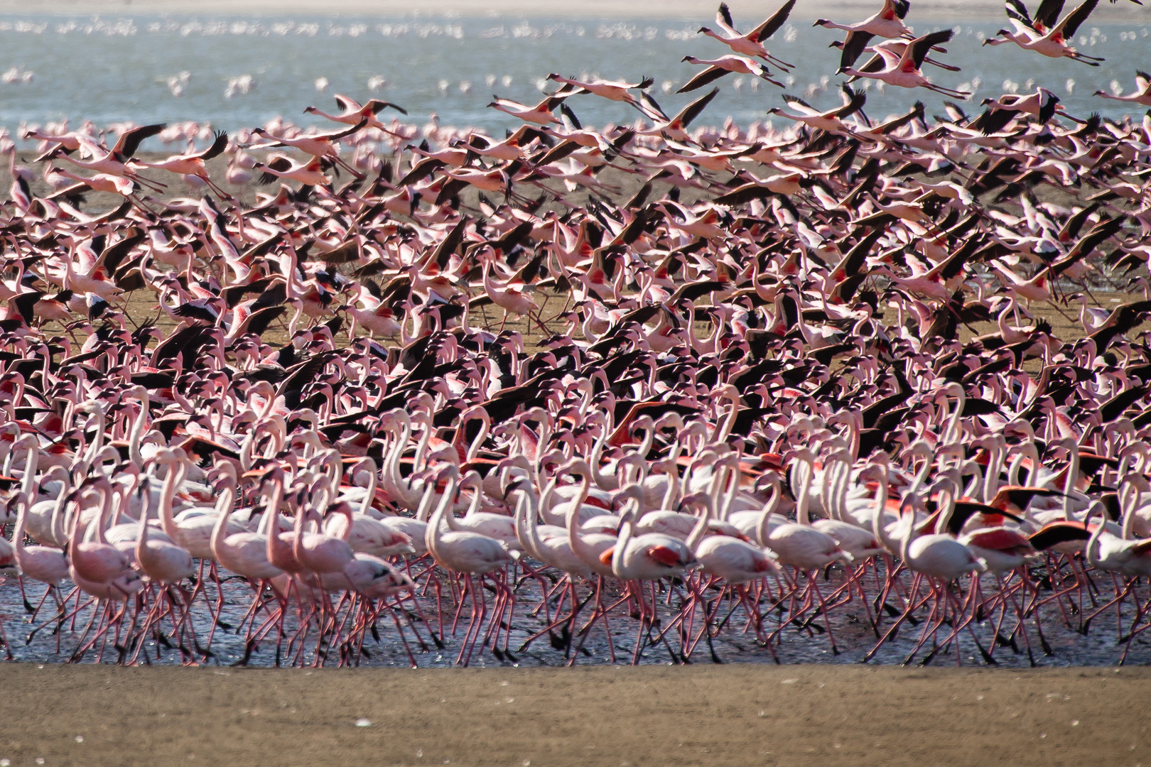 Flamingos