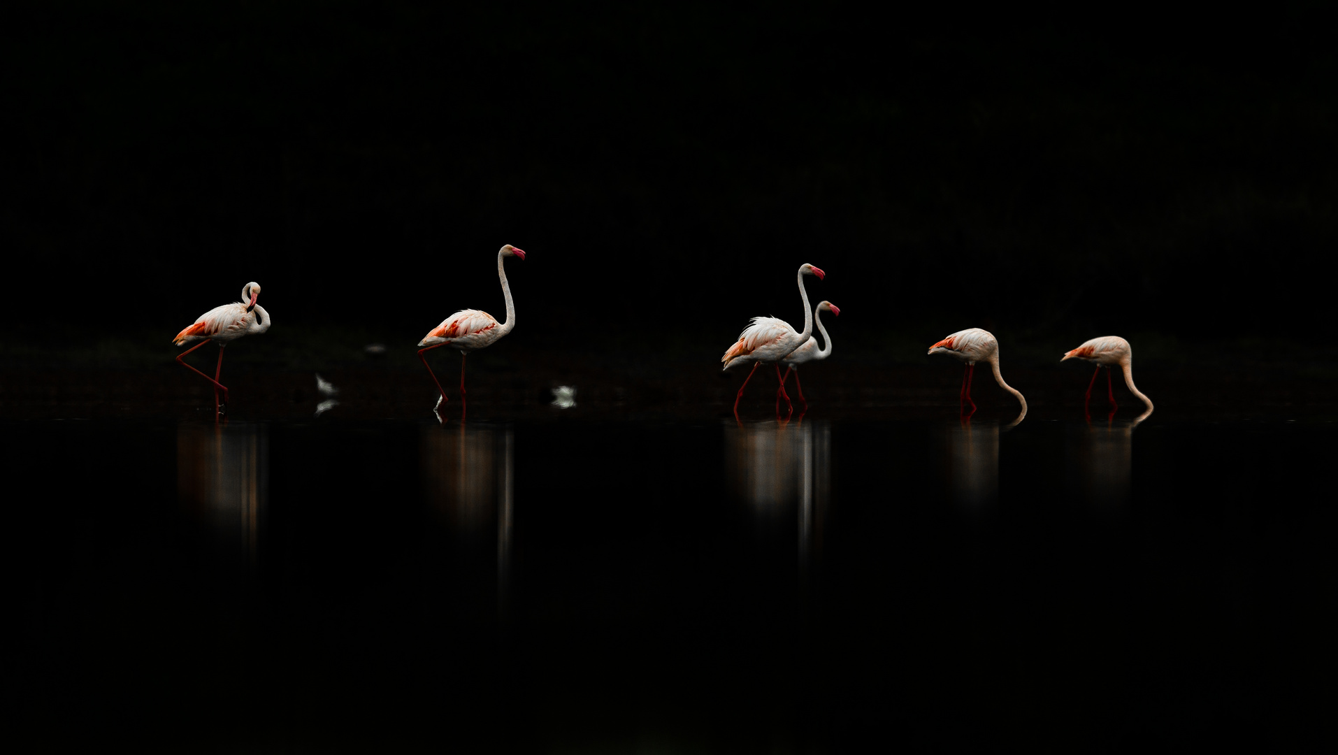 Flamingos.