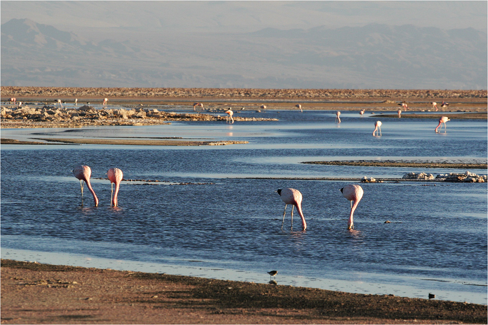 Flamingos