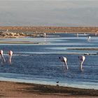 Flamingos