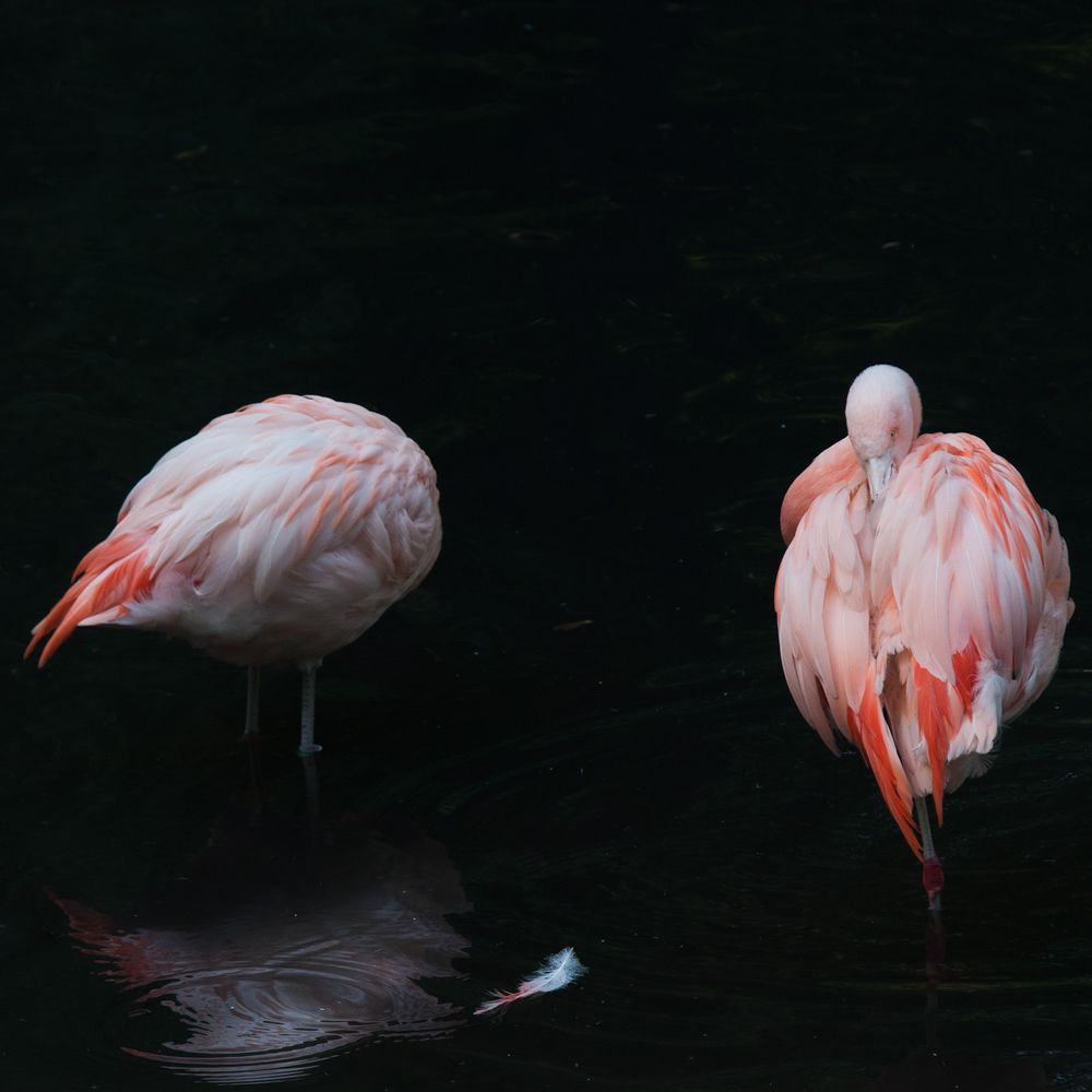 Flamingos