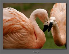 Flamingos