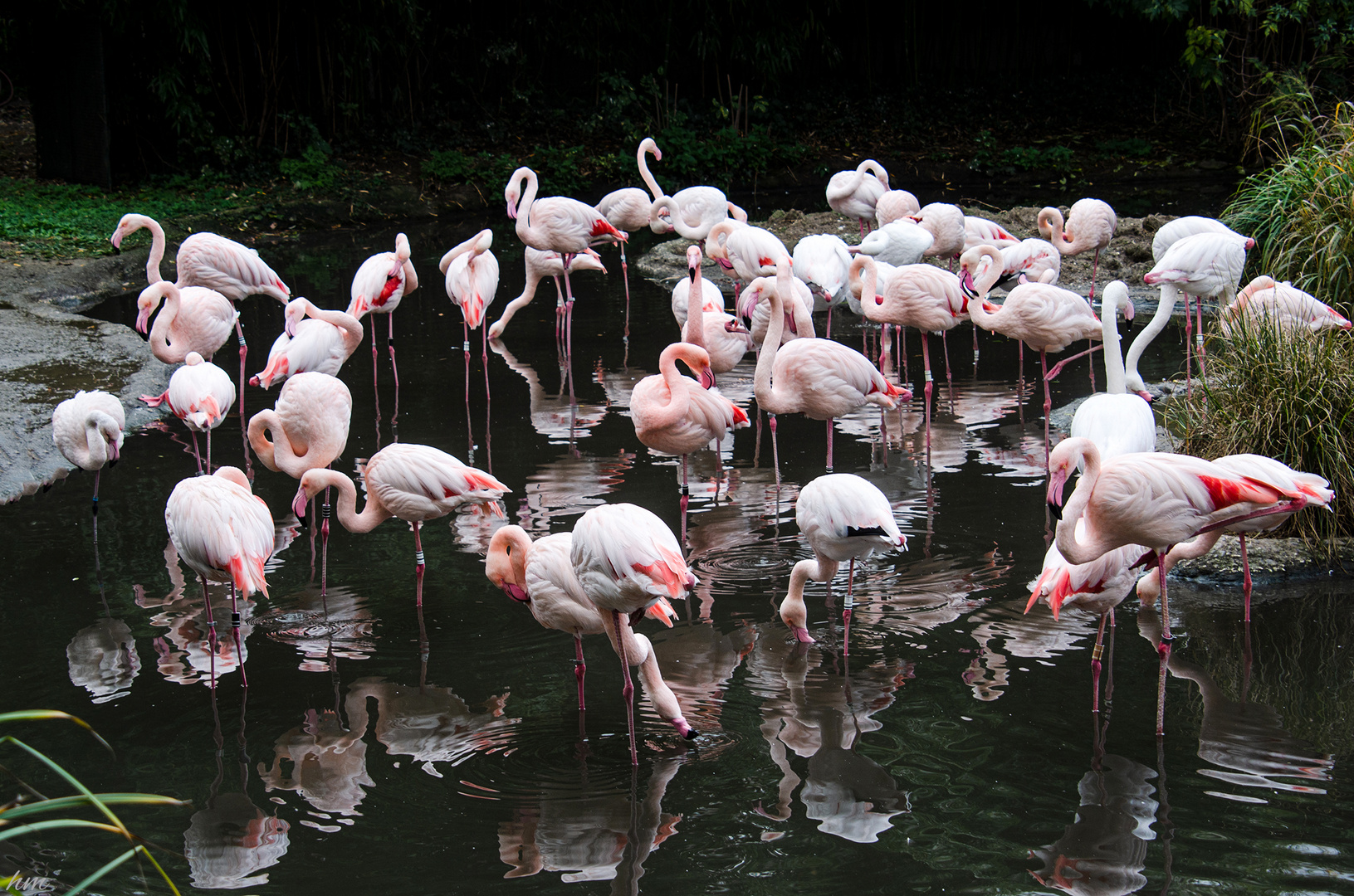 Flamingos