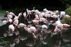 Flamingos