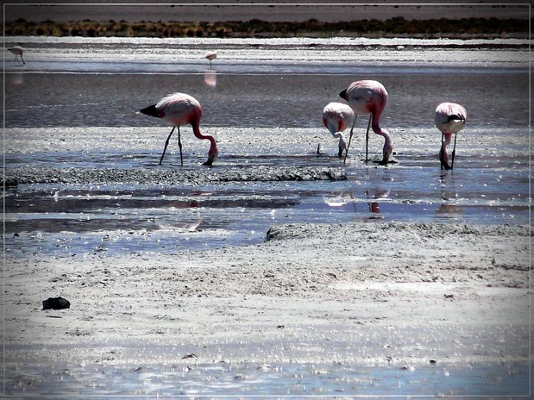 Flamingos