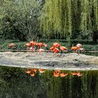 Flamingos