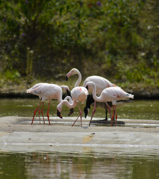 Flamingos