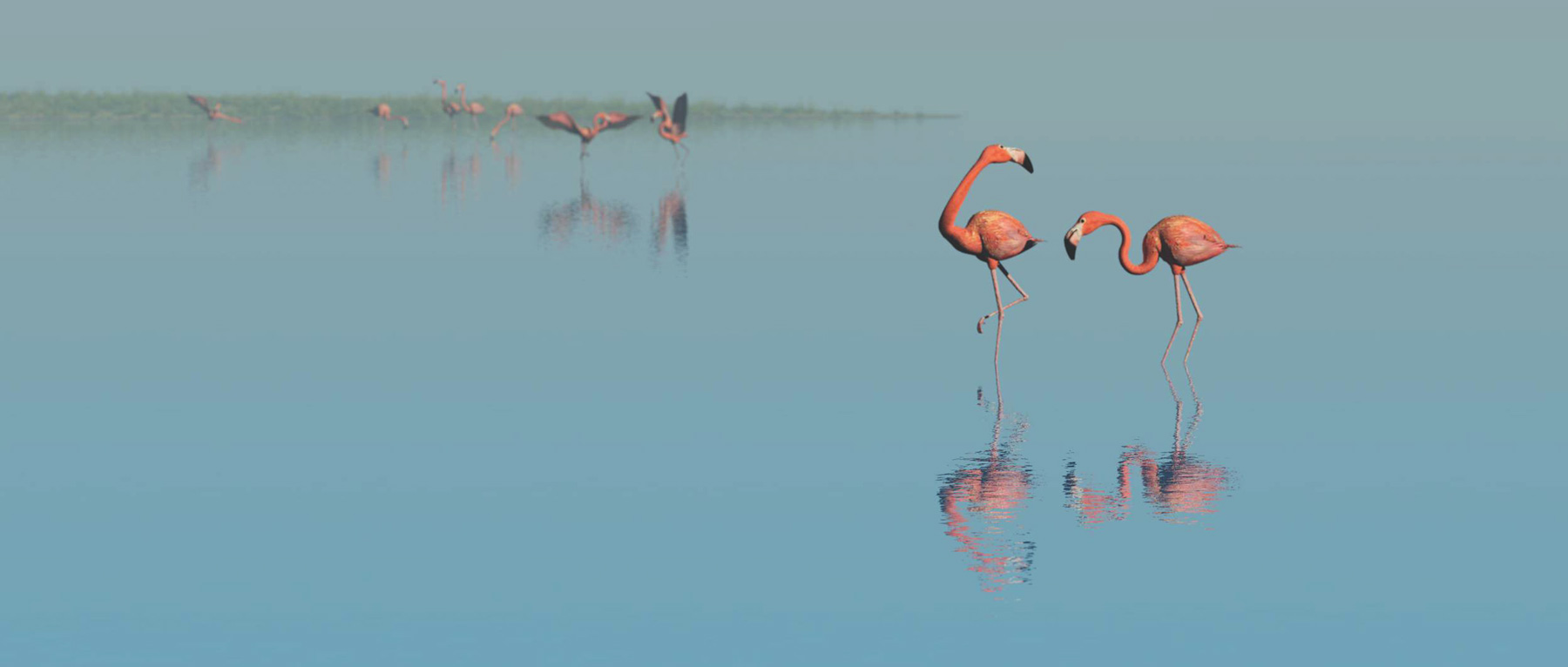 Flamingos