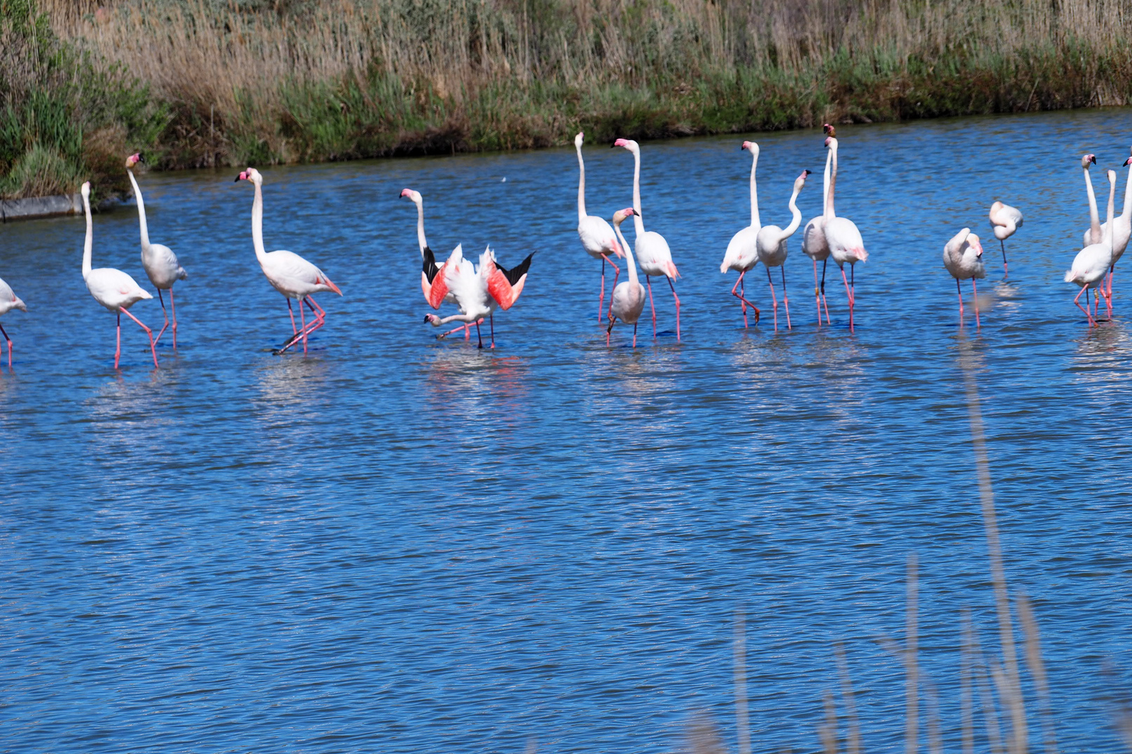 Flamingos balzend 1.4.24 P4010174 