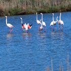 Flamingos balzend 1.4.24 P4010174 