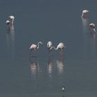 Flamingos