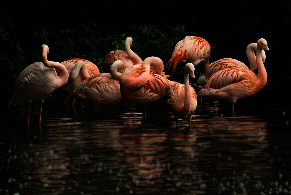 flamingos