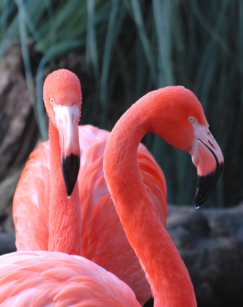 Flamingos