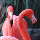 Flamingos