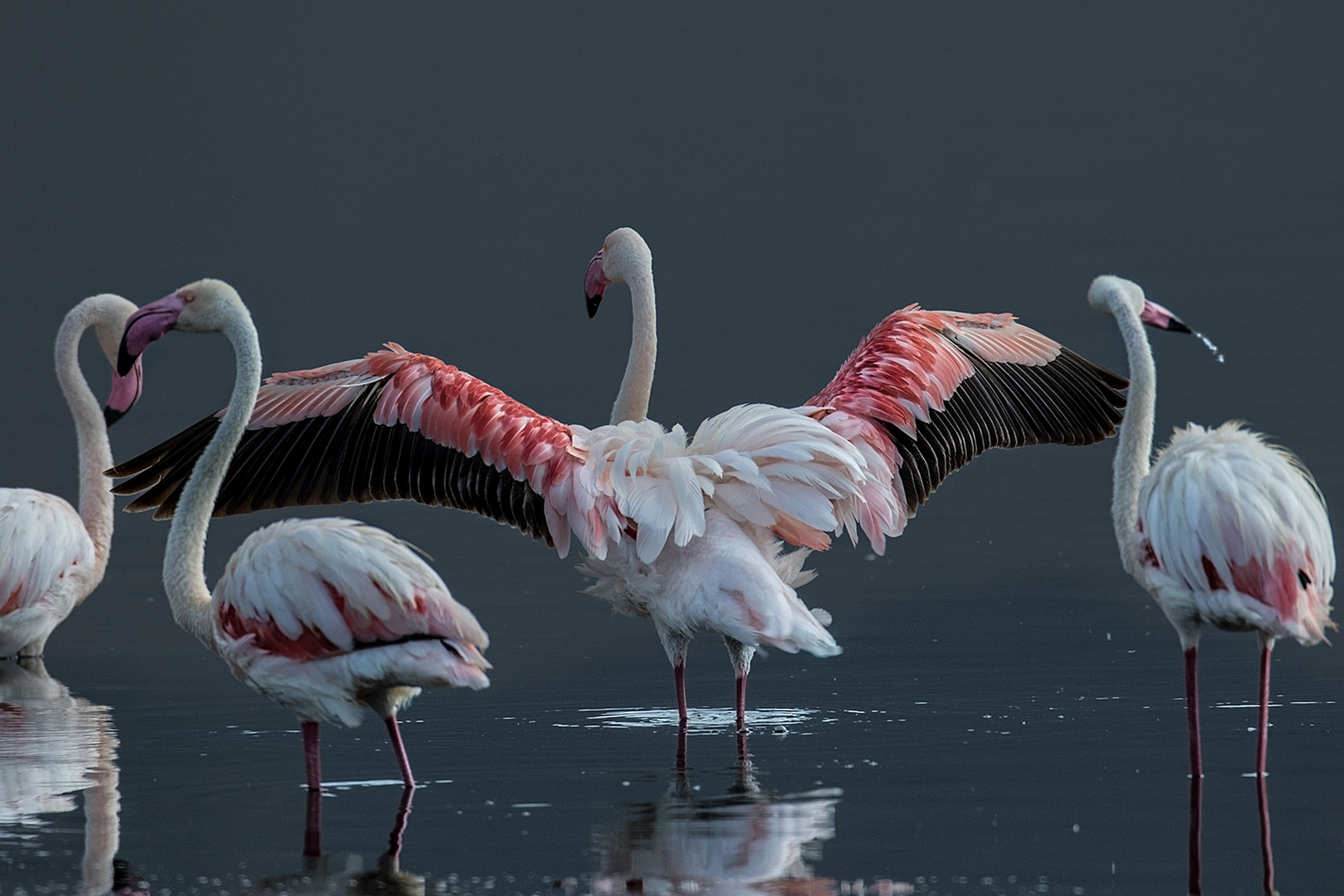 Flamingos