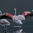 Flamingos