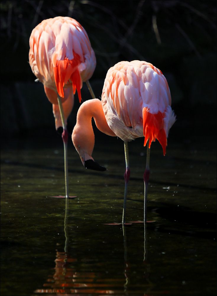 flamingos...