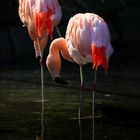 flamingos...