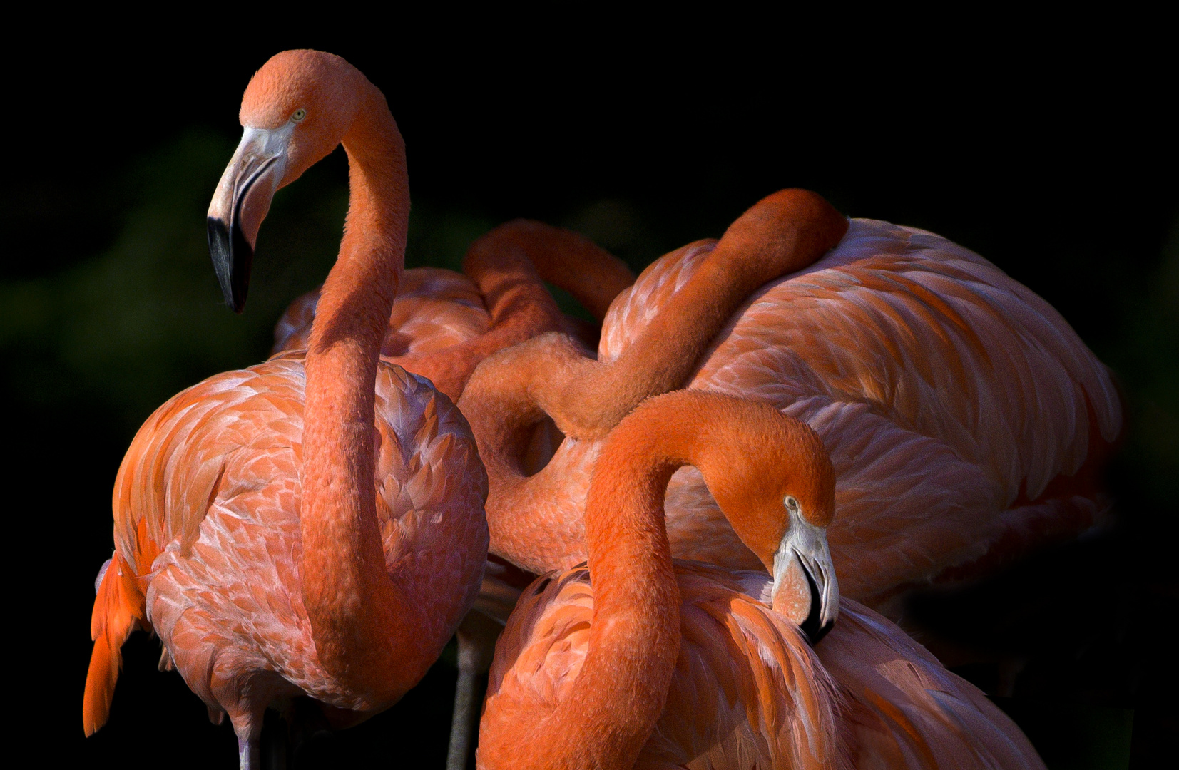 Flamingos, bearbeitet.