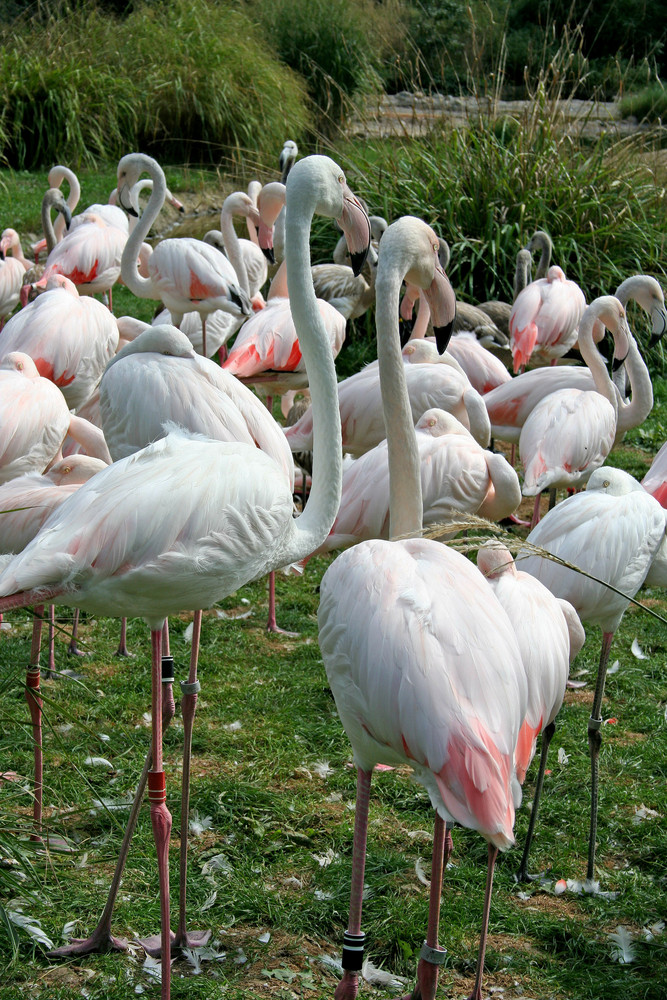 Flamingos