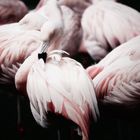 ...Flamingos...