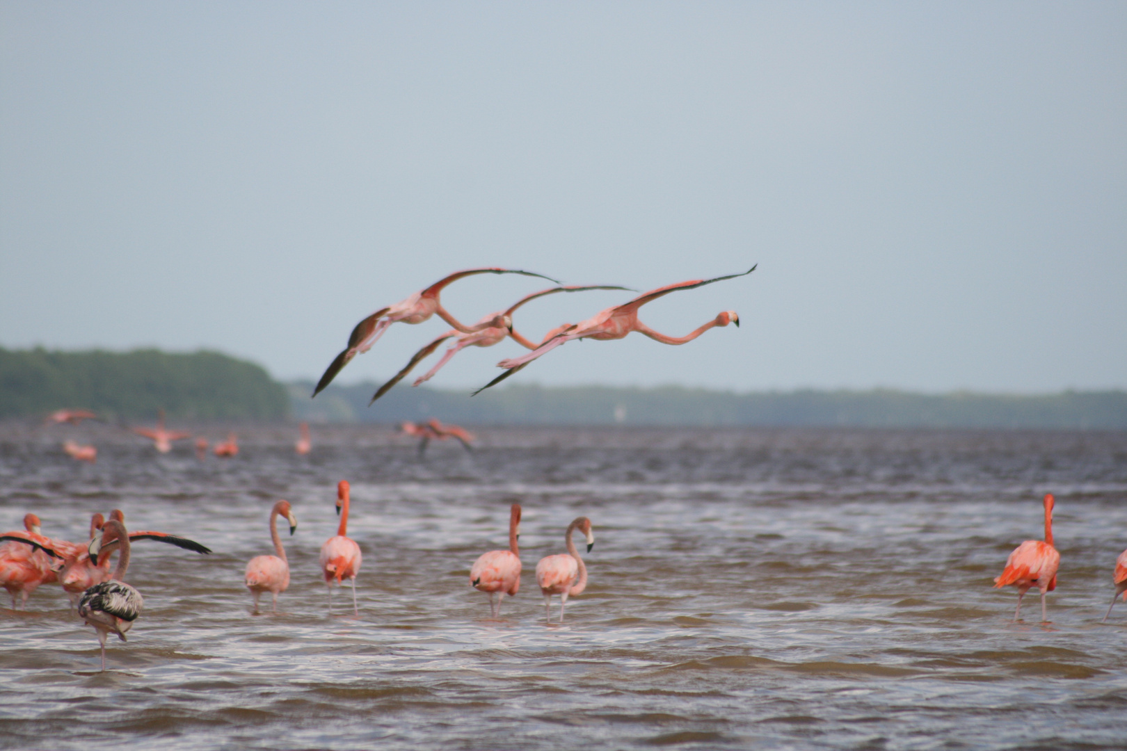Flamingos bei Celestun